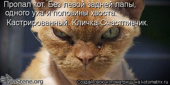 Пропал кот. Без левой задней лапы, одного уха и половины хвоста. Кастрированный. Кличка Счастливчик.... Котоматрица: Пропал кот. Без левой задней лапы, одного уха и половины хвоста. Кастрированный. Кличка Счастливчик.
