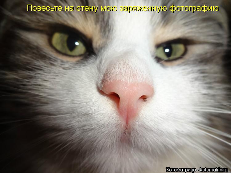 Повесьте на стену мою заряженную фотографию... Котоматрица: Повесьте на стену мою заряженную фотографию