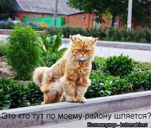 Котоматрица: Это кто тут по моему району шляется?