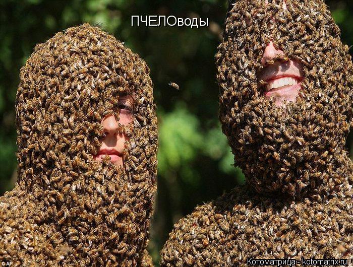 ПЧЕЛОводы... Котоматрица: ПЧЕЛОводы