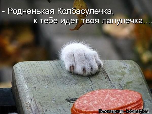 - Родненькая Колбасулечка, к тебе идет твоя лапулечка....... Котоматрица: - Родненькая Колбасулечка, к тебе идет твоя лапулечка....