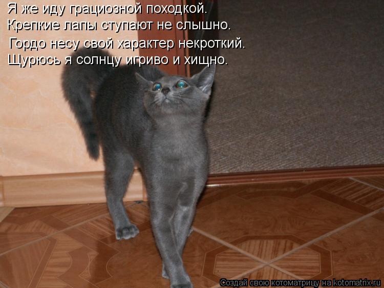 Я же иду грациозной походкой. Крепкие лапы ступают не слышно. Гордо несу свой характер некроткий. Щур... Котоматрица: Я же иду грациозной походкой. Крепкие лапы ступают не слышно. Гордо несу свой характер некроткий. Щурюсь я солнцу игриво и хищно.