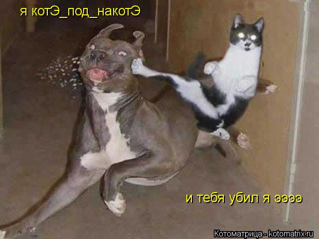 я котЭ_под_накотЭ и тебя убил я ээээ... Котоматрица: я котЭ_под_накотЭ и тебя убил я ээээ