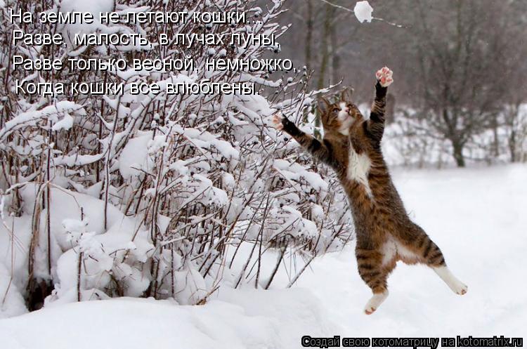 На земле не летают кошки... Разве, малость, в лучах луны, Разве только весной, немножко, Когда кош... Котоматрица: На земле не летают кошки... Разве, малость, в лучах луны, Разве только весной, немножко, Когда кошки все влюблены.