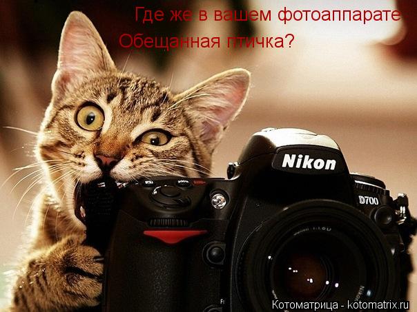 Где же в вашем фотоаппарате Обещанная птичка?... Котоматрица: Где же в вашем фотоаппарате Обещанная птичка?