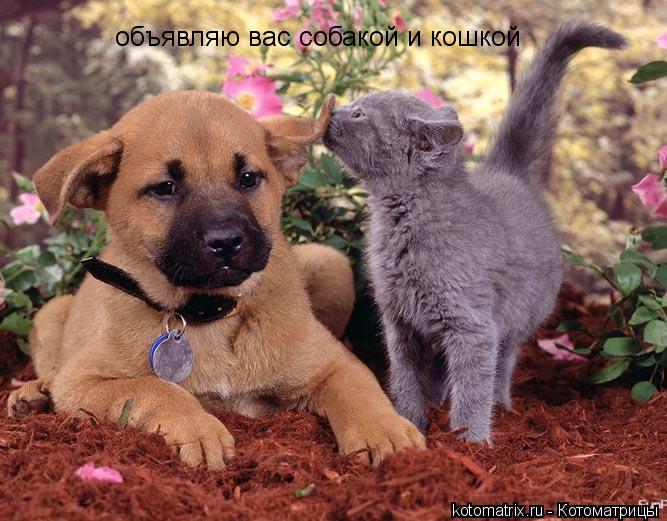 объявляю вас собакой и кошкой... Котоматрица: объявляю вас собакой и кошкой