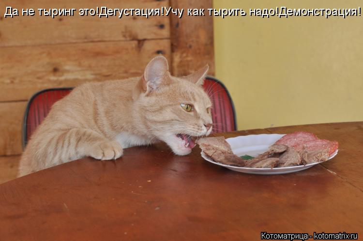Да не тыринг это!Дегустация!Учу как тырить надо!Демонстрация!... Котоматрица: Да не тыринг это!Дегустация!Учу как тырить надо!Демонстрация!