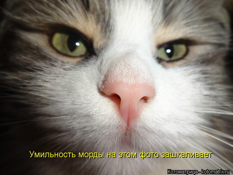 Умильность морды на этом фото зашкаливает... Котоматрица: Умильность морды на этом фото зашкаливает