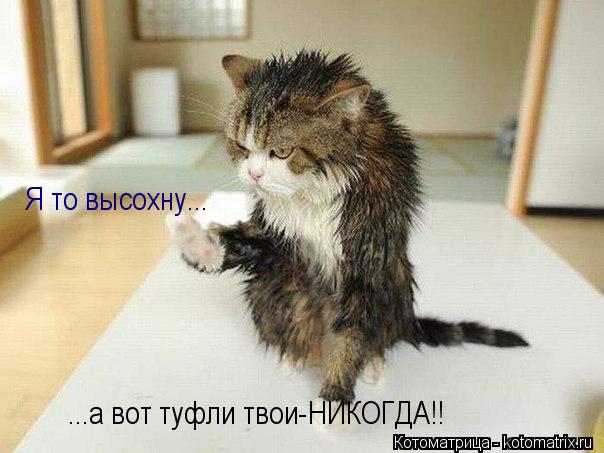 Я то высохну... ...а вот туфли твои-НИКОГДА!!... Котоматрица: Я то высохну... ...а вот туфли твои-НИКОГДА!!