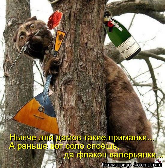 Нынче для дамов такие приманки... А раньше вот соло споёшь, да флакон валерьянки...... Котоматрица: Нынче для дамов такие приманки... А раньше вот соло споёшь, да флакон валерьянки...