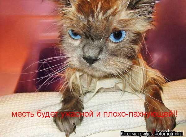 месть будет ужасной и плохо-пахнующей!!... Котоматрица: месть будет ужасной и плохо-пахнующей!!