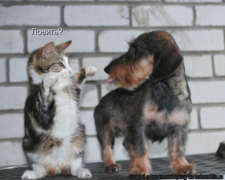 Ловить?... Котоматрица: Ловить?