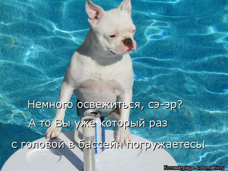 Немного освежиться, сэ-эр? А то Вы уже который раз с головой в бассейн погружаетесь!... Котоматрица: Немного освежиться, сэ-эр? А то Вы уже который раз с головой в бассейн погружаетесь!