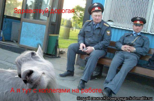 Котоматрица: Здравствуй дорогая  А я тут с коллегами на работе.