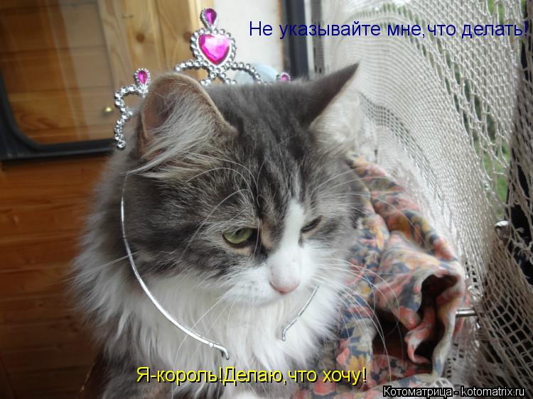 Не указывайте мне,что делать! Я-король!Делаю,что хочу!... Котоматрица: Не указывайте мне,что делать! Я-король!Делаю,что хочу!