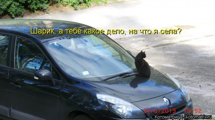 Шарик, а тебе какое дело, на что я села?... Котоматрица: Шарик, а тебе какое дело, на что я села?