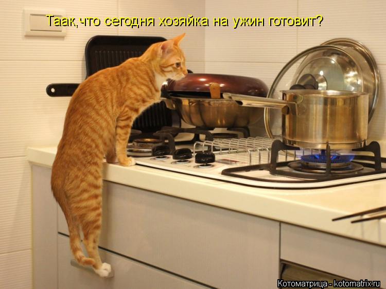 Таак,что сегодня хозяйка на ужин готовит?... Котоматрица: Таак,что сегодня хозяйка на ужин готовит?