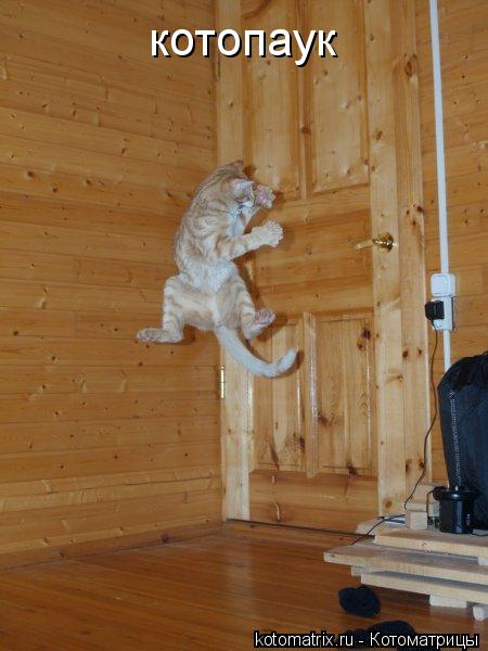 котопаук... Котоматрица: котопаук
