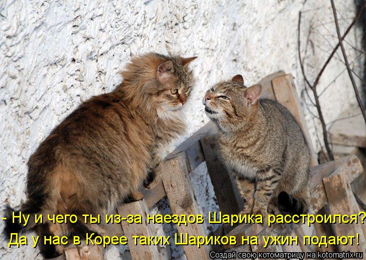 Да у нас в Корее таких Шариков на ужин подают! - Ну и чего ты из-за наездов Шарика расстроился?... Котоматрица: Да у нас в Корее таких Шариков на ужин подают! - Ну и чего ты из-за наездов Шарика расстроился?