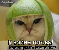 Котоматрица: К войне готова!