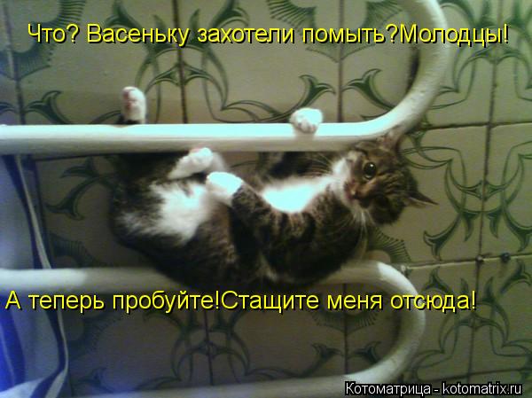 Что? Васеньку захотели помыть?Молодцы! А теперь пробуйте!Стащите меня отсюда!... Котоматрица: Что? Васеньку захотели помыть?Молодцы! А теперь пробуйте!Стащите меня отсюда!