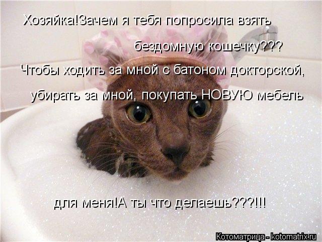 Хозяйка!Зачем я тебя попросила взять бездомную кошечку??? Чтобы ходить за мной с батоном докторской,... Котоматрица: Хозяйка!Зачем я тебя попросила взять бездомную кошечку??? Чтобы ходить за мной с батоном докторской, убирать за мной, покупать НОВУЮ мебель