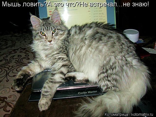 Мышь ловить?А это что?Не встречал...не знаю!... Котоматрица: Мышь ловить?А это что?Не встречал...не знаю!