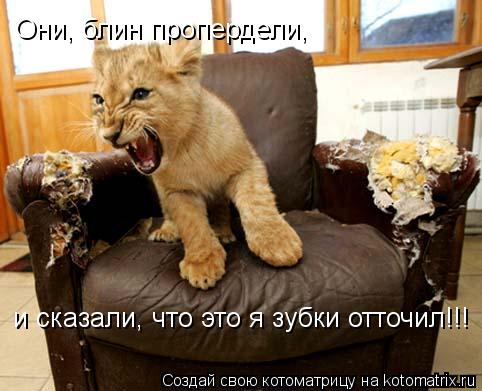 Они, блин пропердели, и сказали, что это я зубки отточил!!!... Котоматрица: Они, блин пропердели, и сказали, что это я зубки отточил!!!