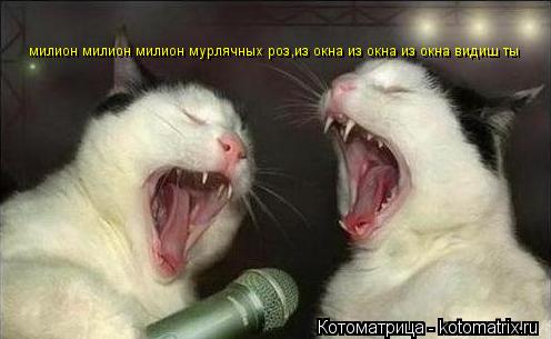 милион милион милион мурлячных роз,из окна из окна из окна видиш ты... Котоматрица: милион милион милион мурлячных роз,из окна из окна из окна видиш ты