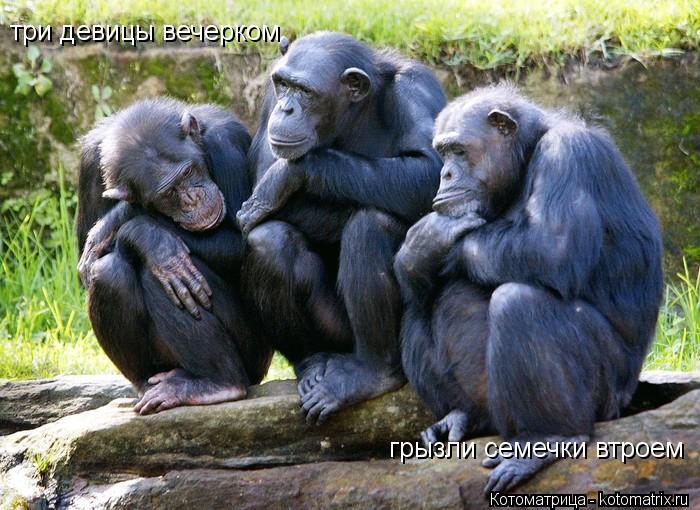 три девицы вечерком грызли семечки втроем... Котоматрица: три девицы вечерком грызли семечки втроем