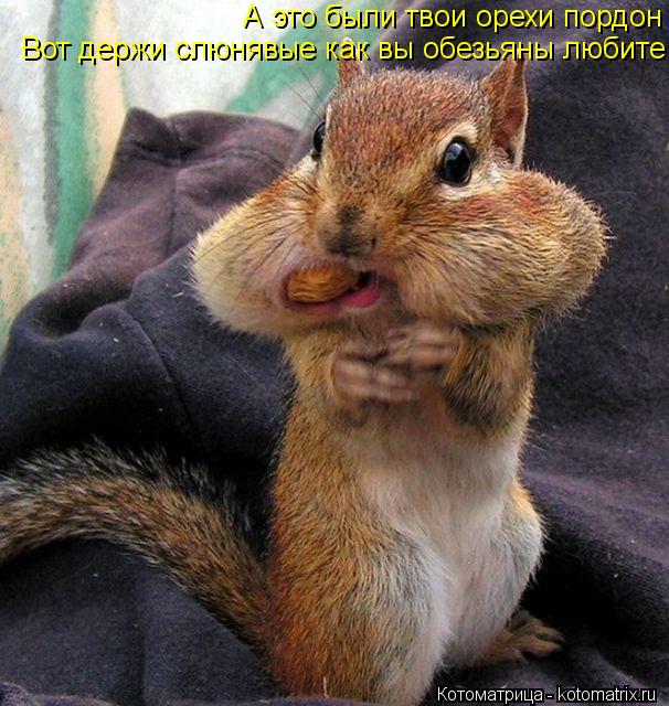 А это были твои орехи пордон Вот держи слюнявые как вы обезьяны любите... Котоматрица: А это были твои орехи пордон Вот держи слюнявые как вы обезьяны любите