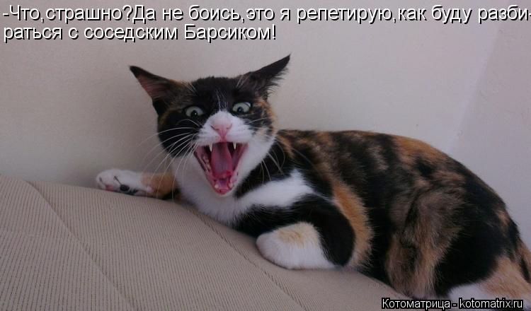 -Что,страшно?Да не боись,это я репетирую,как буду разби- раться с соседским Барсиком!... Котоматрица: -Что,страшно?Да не боись,это я репетирую,как буду разби- раться с соседским Барсиком!