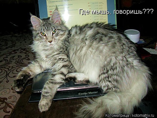 Где мышь, говоришь???... Котоматрица: Где мышь, говоришь???
