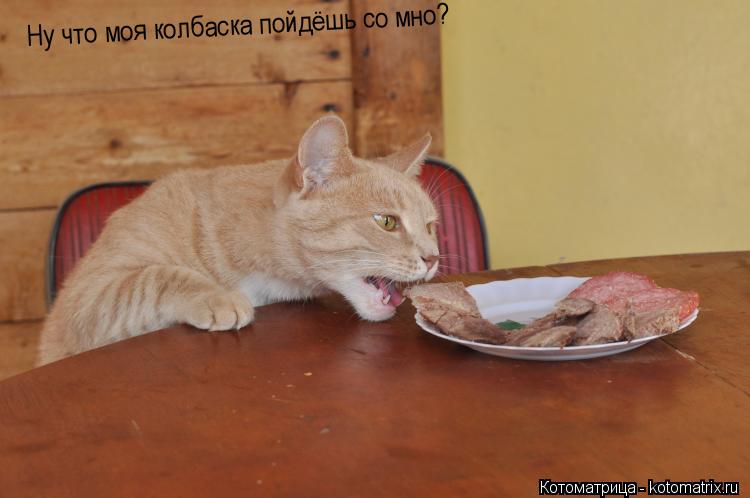 Ну что моя колбаска пойдёшь со мно?... Котоматрица: Ну что моя колбаска пойдёшь со мно?