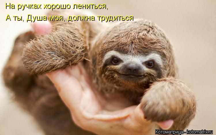 На ручках хорошо лениться, А ты, Душа моя, должна трудиться... Котоматрица: На ручках хорошо лениться, А ты, Душа моя, должна трудиться