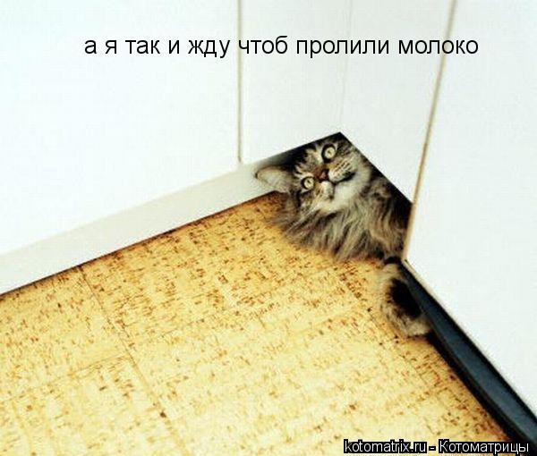 а я так и жду чтоб пролили молоко... Котоматрица: а я так и жду чтоб пролили молоко