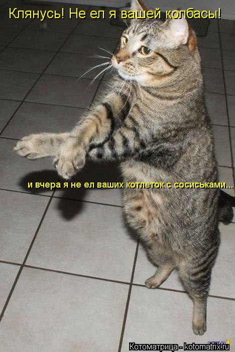 Клянусь! Не ел я вашей колбасы! и вчера я не ел ваших котлеток с сосиськами...... Котоматрица: Клянусь! Не ел я вашей колбасы! и вчера я не ел ваших котлеток с сосиськами...