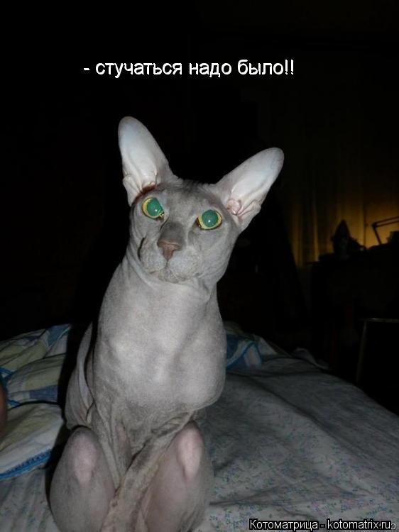 - стучаться надо было!! - стучаться надо было!!... Котоматрица: - стучаться надо было!! - стучаться надо было!!