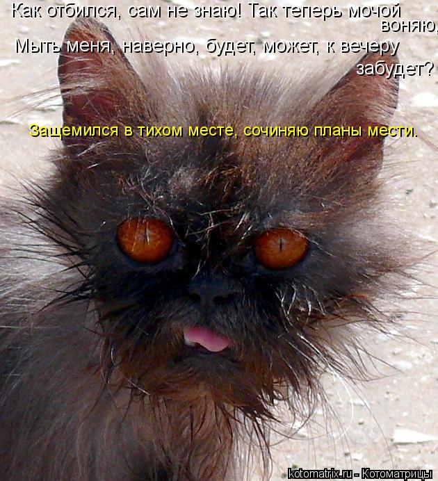 Как отбился, сам не знаю! Так теперь мочой воняю, Мыть меня, наверно, будет, может, к вечеру забуд... Котоматрица: Как отбился, сам не знаю! Так теперь мочой воняю, Мыть меня, наверно, будет, может, к вечеру забудет? Защемился в тихом месте, сочиняю планы