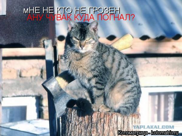 мНЕ НЕ КТО НЕ ГРОЗЕН АНУ ЧУВАК КУДА ПОГНАЛ?... Котоматрица: мНЕ НЕ КТО НЕ ГРОЗЕН АНУ ЧУВАК КУДА ПОГНАЛ?