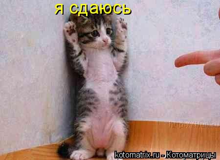 я сдаюсь... Котоматрица: я сдаюсь