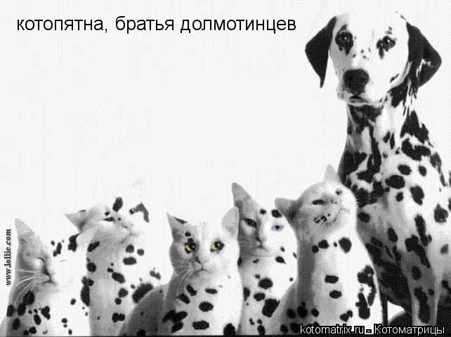 котопятна, братья долмотинцев... Котоматрица: котопятна, братья долмотинцев
