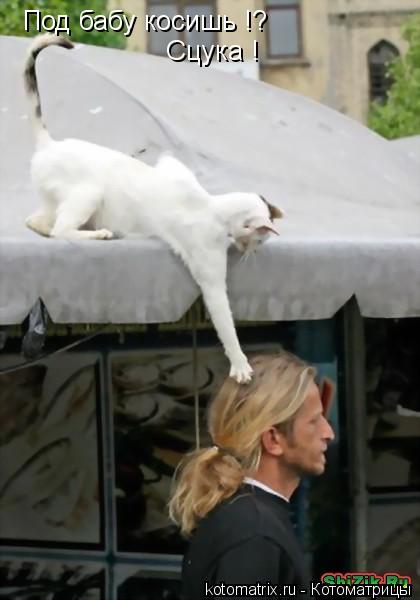 Под бабу косишь !? Сцука !... Котоматрица: Под бабу косишь !? Сцука !