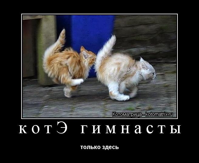 котЭ гимнасты только здесь... Котоматрица: котЭ гимнасты только здесь