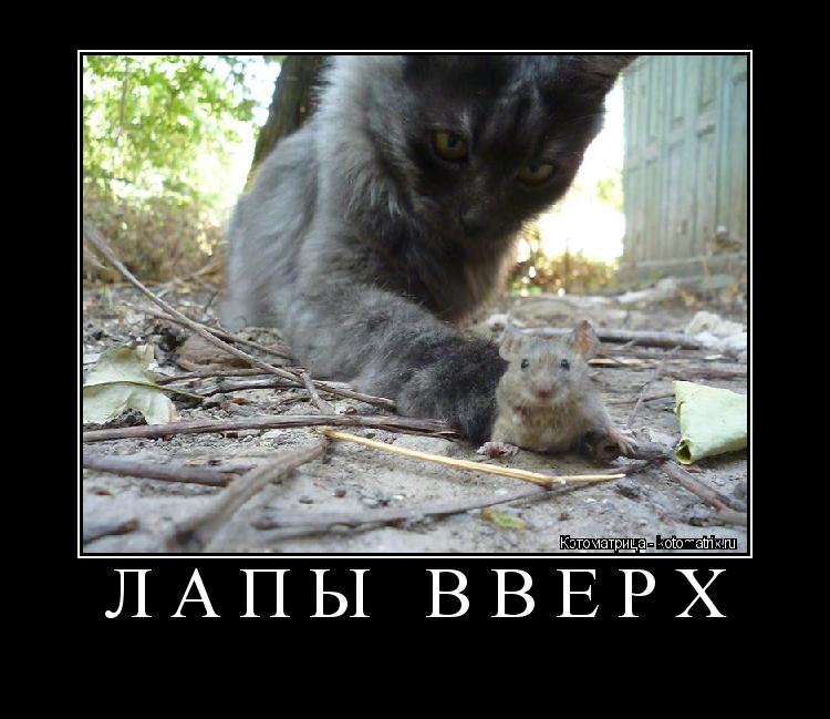 ЛАПЫ ВВЕРХ ... Котоматрица: ЛАПЫ ВВЕРХ