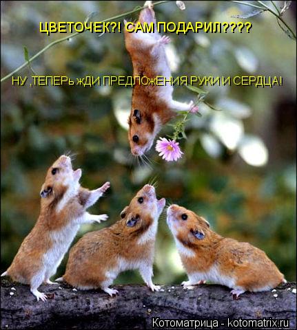 ЦВЕТОЧЕК?! САМ ПОДАРИЛ???? НУ ,ТЕПЕРь жДИ ПРЕДЛОжЕНИЯ РУКИ И СЕРДЦА!... Котоматрица: ЦВЕТОЧЕК?! САМ ПОДАРИЛ???? НУ ,ТЕПЕРь жДИ ПРЕДЛОжЕНИЯ РУКИ И СЕРДЦА!