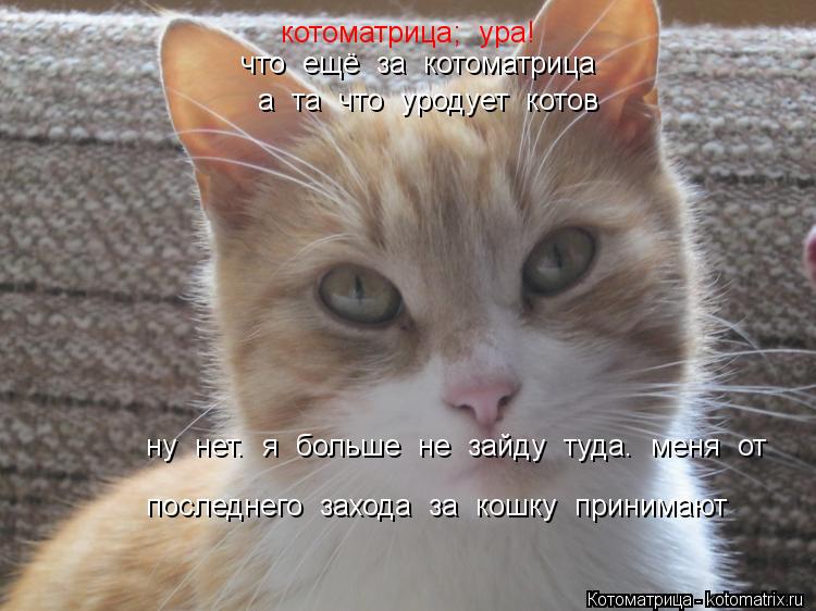 котоматрица; ура! что ещё за котоматрица а та что уродует котов ну нет. я больше не зайд... Котоматрица: котоматрица; ура! что ещё за котоматрица а та что уродует котов ну нет. я больше не зайду туда. меня от последнего захода за кошку