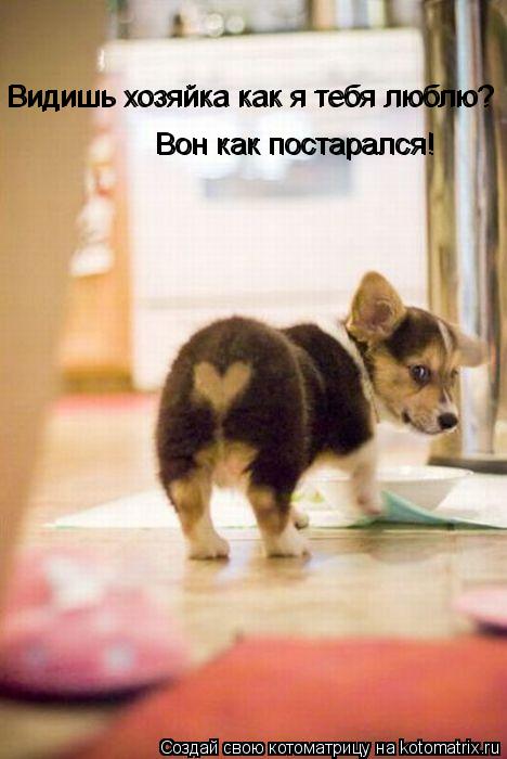Видишь хозяйка как я тебя люблю? Видишь хозяйка как я тебя люблю? Вон как постарался! Вон как постара... Котоматрица: Видишь хозяйка как я тебя люблю? Видишь хозяйка как я тебя люблю? Вон как постарался! Вон как постарался!