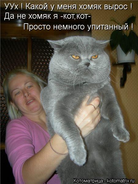 УУх ! Какой у меня хомяк вырос ! Да не хомяк я -кот,кот- Просто немного упитанный !... Котоматрица: УУх ! Какой у меня хомяк вырос ! Да не хомяк я -кот,кот- Просто немного упитанный !