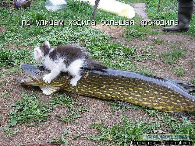 по улицам ходила большая крокодила по улицам ходила большая крокодила... Котоматрица: по улицам ходила большая крокодила по улицам ходила большая крокодила